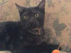 Gato raça Srd idade 7 a 11 meses nome Onix