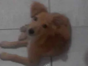 Cachorro raça  idade Abaixo de 2 meses nome Sem nome