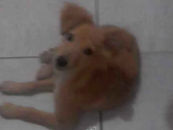 Cachorro ra a  idade Abaixo de 2 meses nome Sem nome