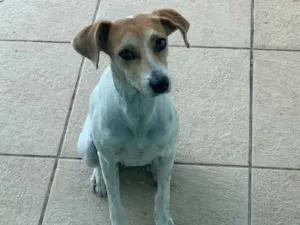 Cachorro raça Vira Latas idade 1 ano nome Primcesa