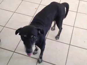 Cachorro raça Sem raça definida idade 6 ou mais anos nome Galega