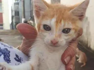 Gato raça Sem raça definida  idade Abaixo de 2 meses nome Jujuba