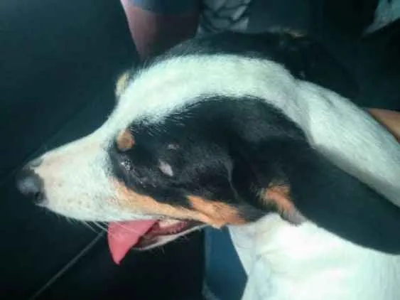 Cachorro ra a Fox Paulistinha idade 7 a 11 meses nome Ariel