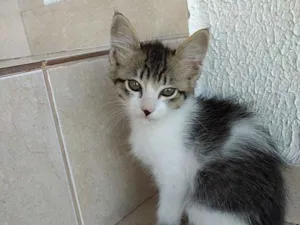 Gato raça Srd  idade 2 a 6 meses nome Pompom linda gatinha