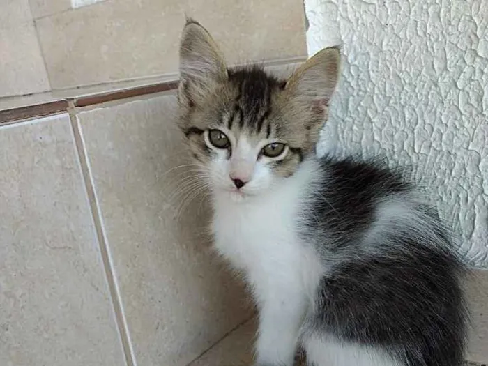 Gato raça Srd  idade 2 a 6 meses nome Pompom linda gatinha