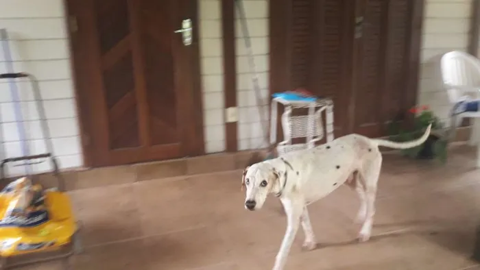 Cachorro raça dalmata idade 5 anos nome Luck