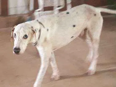 Cachorro raça dalmata idade 5 anos nome Luck