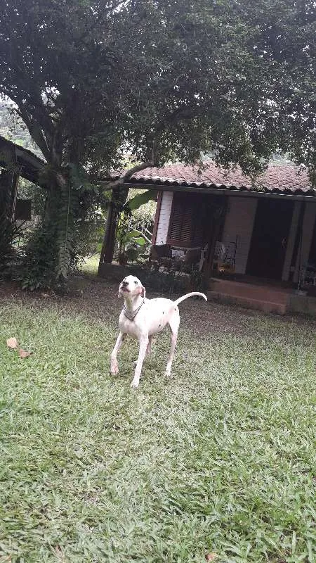 Cachorro raça dalmata idade 5 anos nome Luck