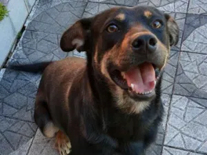 Cachorro raça SRD idade 1 ano nome Scott