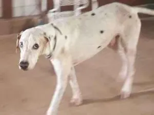 Cachorro raça dalmata idade 5 anos nome Luck