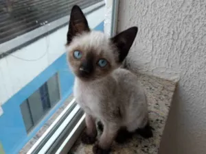 Gato raça Siames  idade 2 a 6 meses nome Jasmin 