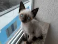 Jasmin