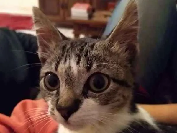 Gato ra a srd idade 2 a 6 meses nome à escolher