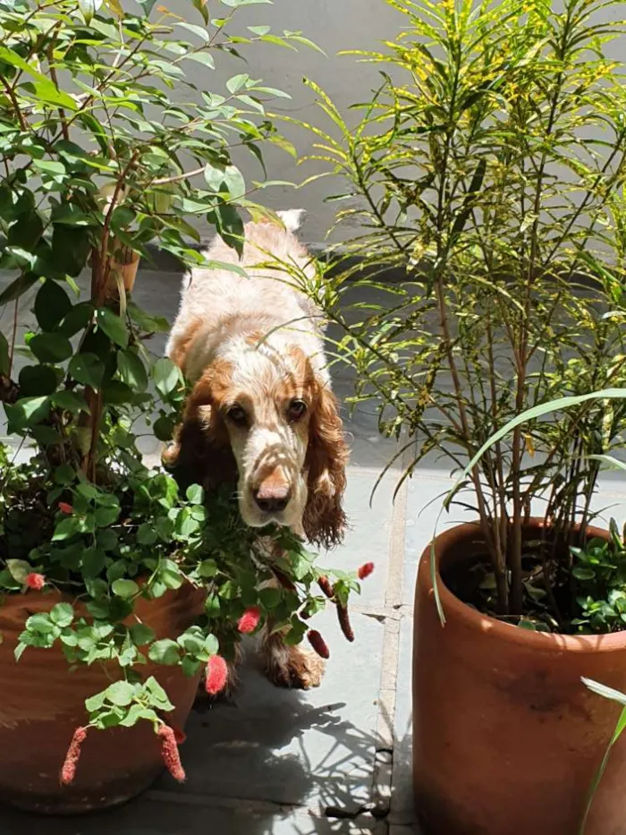 Cachorro ra a Coker idade 5 anos nome Jureia