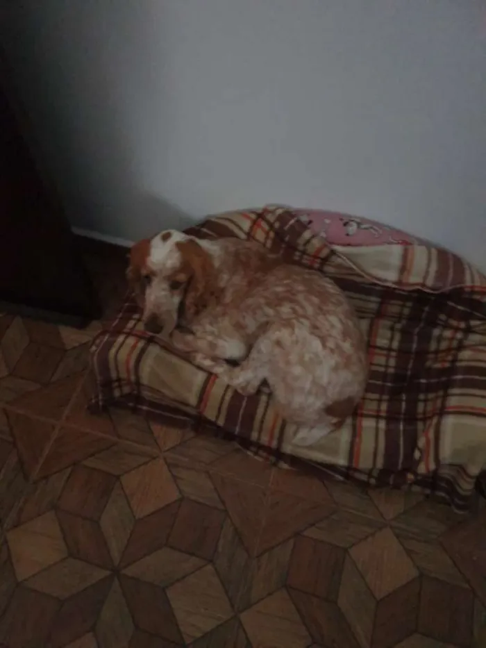 Cachorro ra a Coker idade 5 anos nome Jureia