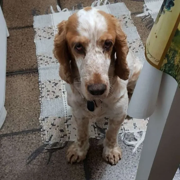 Cachorro ra a Coker idade 5 anos nome Jureia