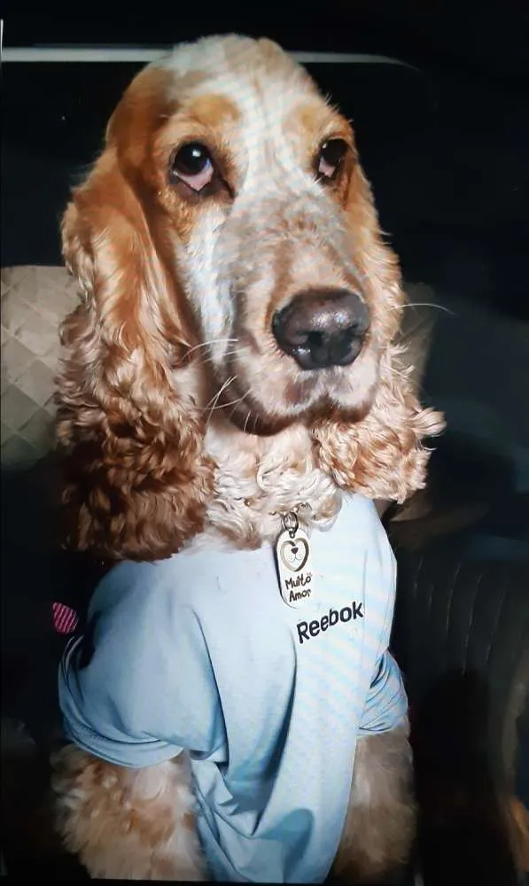 Cachorro ra a Coker idade 5 anos nome Jureia