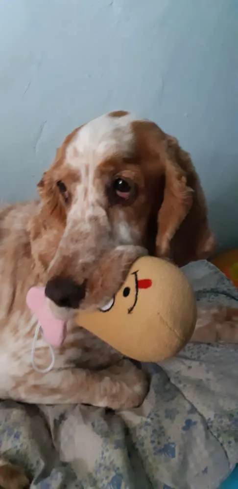 Cachorro ra a Coker idade 5 anos nome Jureia