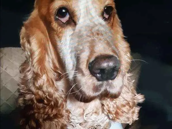 Cachorro ra a Coker idade 5 anos nome Jureia