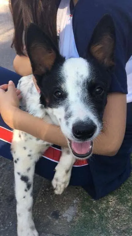 Cachorro ra a Blu Heeler idade 2 a 6 meses nome Catarina