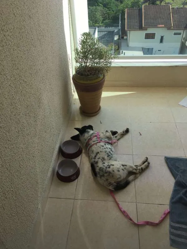 Cachorro ra a Blu Heeler idade 2 a 6 meses nome Catarina