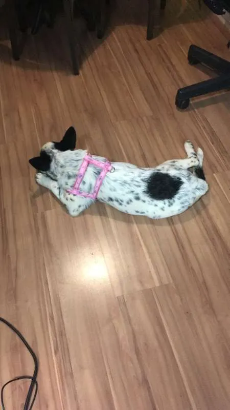 Cachorro ra a Blu Heeler idade 2 a 6 meses nome Catarina