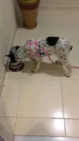 Catarina