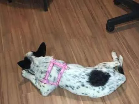 Cachorro ra a Blu Heeler idade 2 a 6 meses nome Catarina