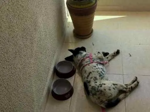 Cachorro ra a Blu Heeler idade 2 a 6 meses nome Catarina
