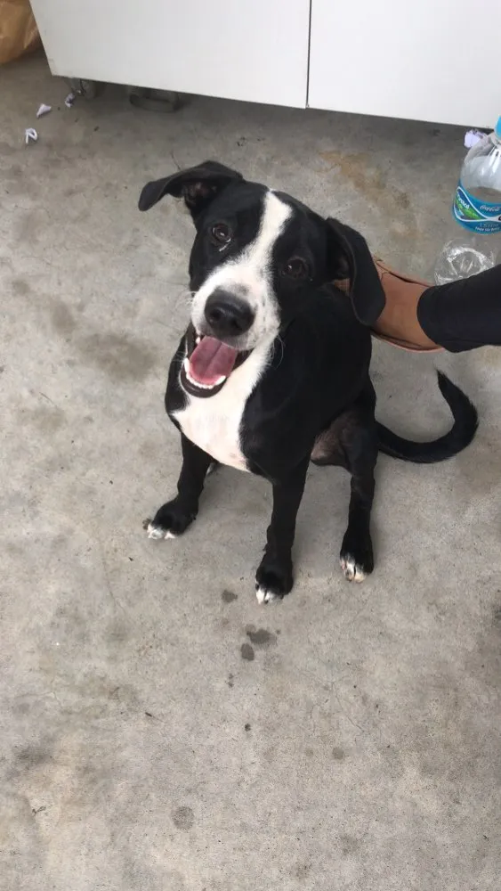 Cachorro raça Indefinido  idade 2 a 6 meses nome Hermione 