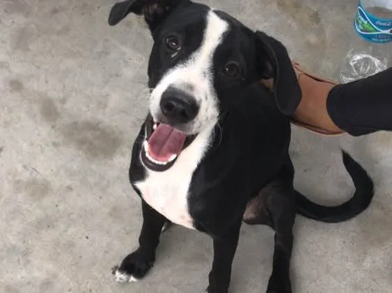 Cachorro raça Indefinido  idade 2 a 6 meses nome Hermione 