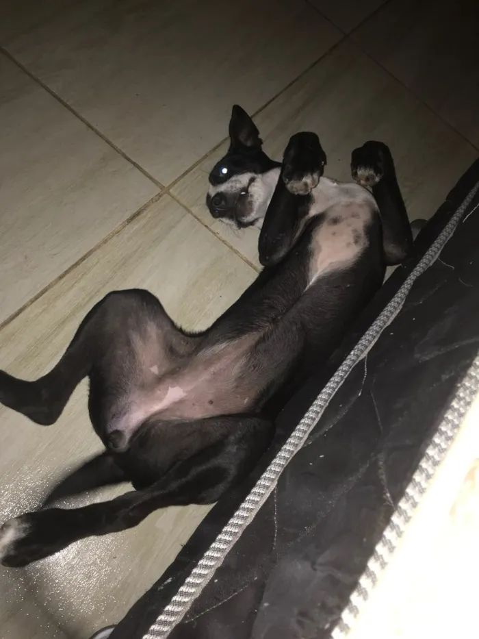 Cachorro raça Indefinido  idade 2 a 6 meses nome Hermione 