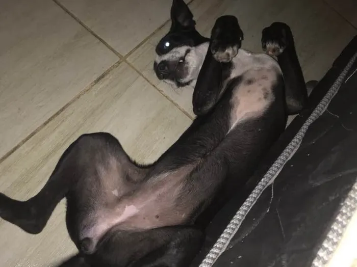 Cachorro raça Indefinido  idade 2 a 6 meses nome Hermione 