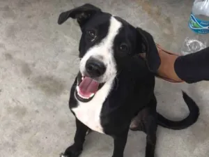 Cachorro raça Indefinido  idade 2 a 6 meses nome Hermione 