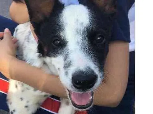 Cachorro ra a Blu Heeler idade 2 a 6 meses nome Catarina