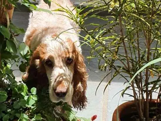 Cachorro ra a Coker idade 5 anos nome Jureia