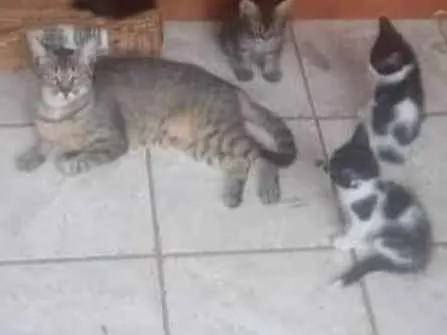 Gato ra a Mista idade 2 a 6 meses nome Não tem