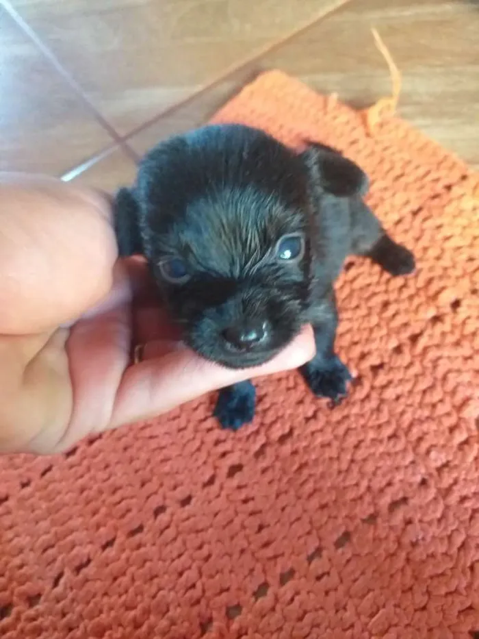 Cachorro ra a RSD idade Abaixo de 2 meses nome Sem nome definido