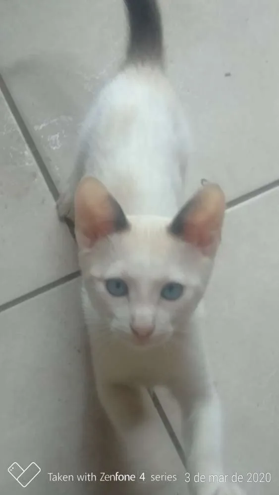 Gato ra a Indefinida idade 2 anos nome Chica