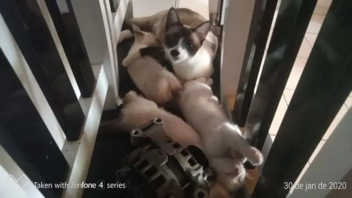 Gato ra a Indefinida idade 2 anos nome Chica