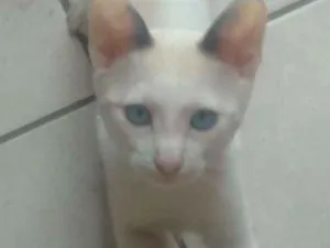 Gato raça Indefinida idade 2 anos nome Chica