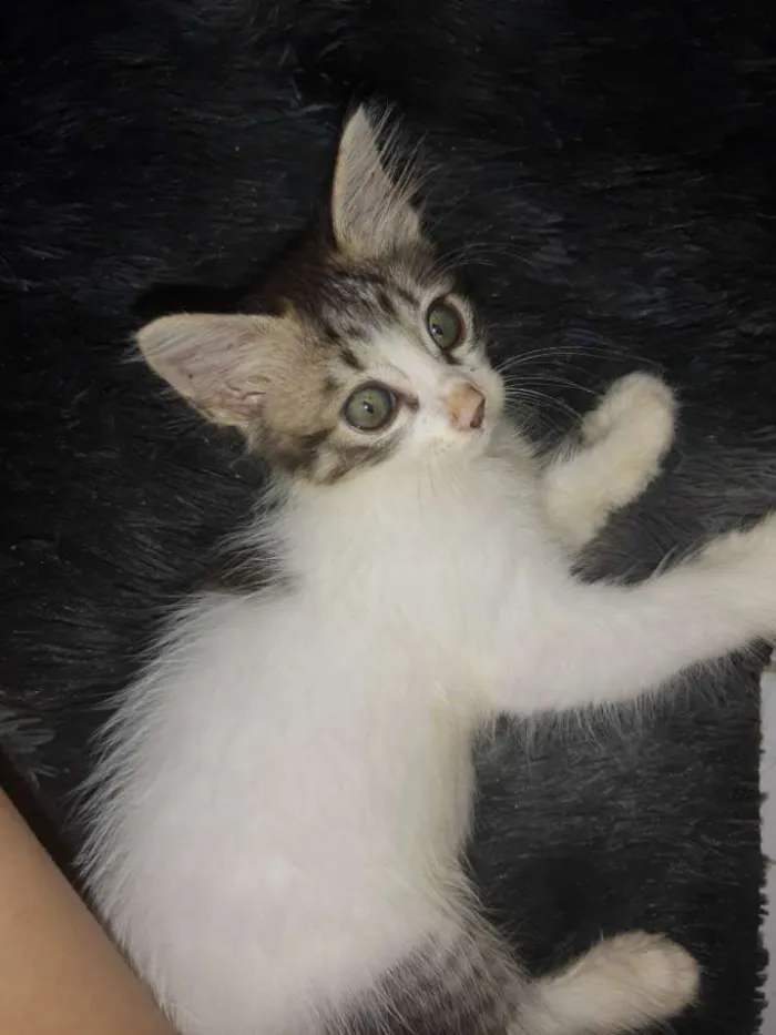 Gato ra a  idade 2 a 6 meses nome Sem nome