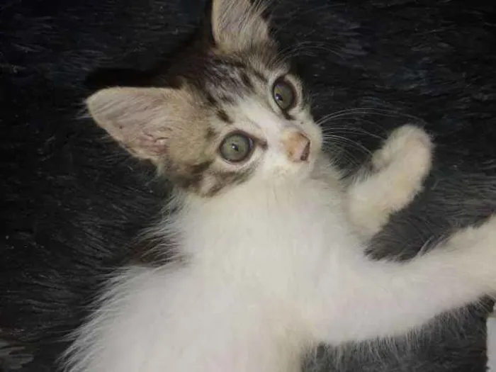 Gato ra a  idade 2 a 6 meses nome Sem nome