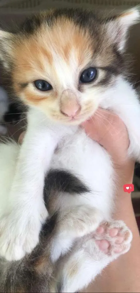 Gato ra a  idade 2 a 6 meses nome Sem nome