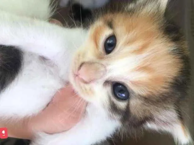 Gato ra a  idade 2 a 6 meses nome Sem nome