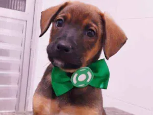 Cachorro raça srd idade 2 a 6 meses nome Pepeu