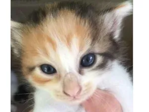 Gato raça  idade 2 a 6 meses nome Sem nome