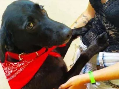 Cachorro raça Labrador idade 4 anos nome Treva