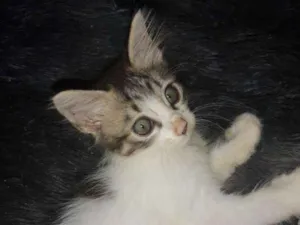 Gato raça  idade 2 a 6 meses nome Sem nome