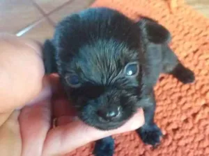 Cachorro raça RSD idade Abaixo de 2 meses nome Sem nome definido